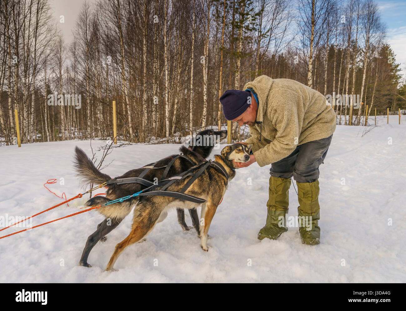 Man with huskies, sled dogs, Lapland, Finland Stock Photo