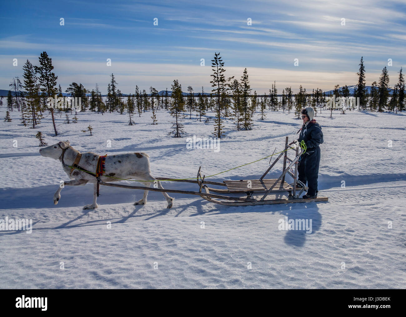 Reindeer Sledding, Swedish Lapland, Sweden Stock Photo