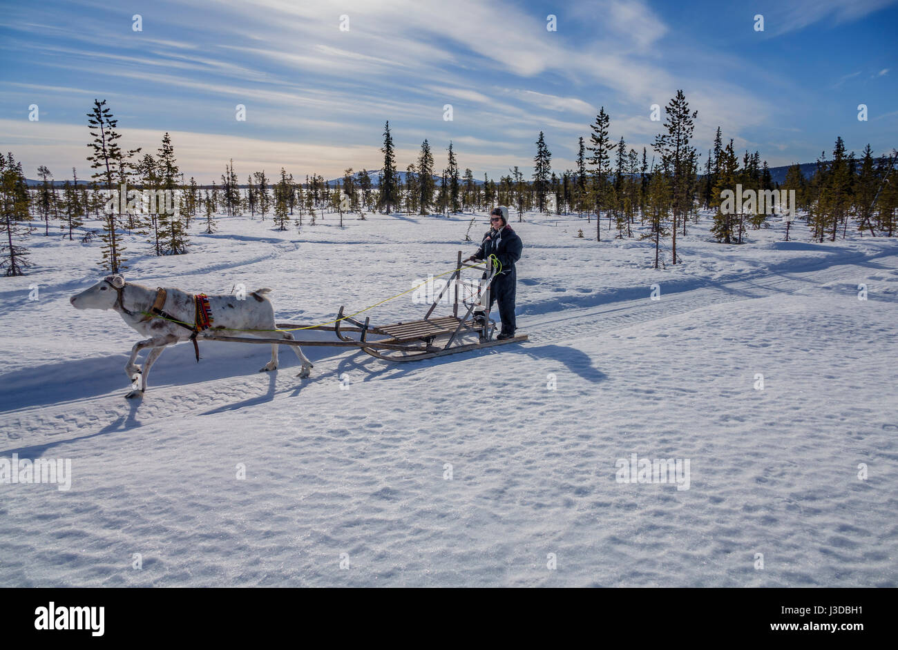Reindeer   Sledding, Swedish Lapland, Sweden Stock Photo