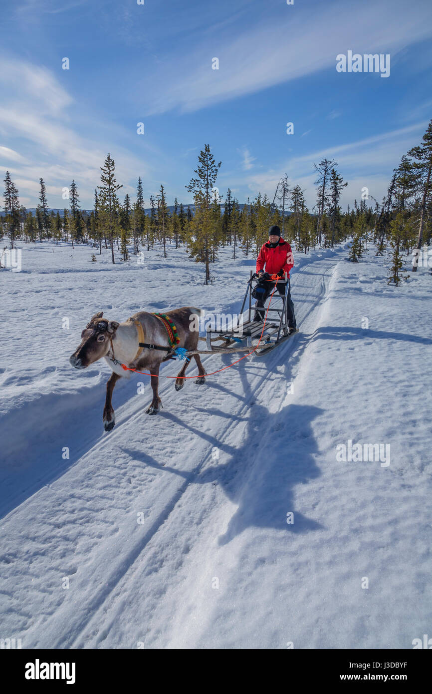 Reindeer Sledding, Swedish Lapland, Sweden Stock Photo Alamy