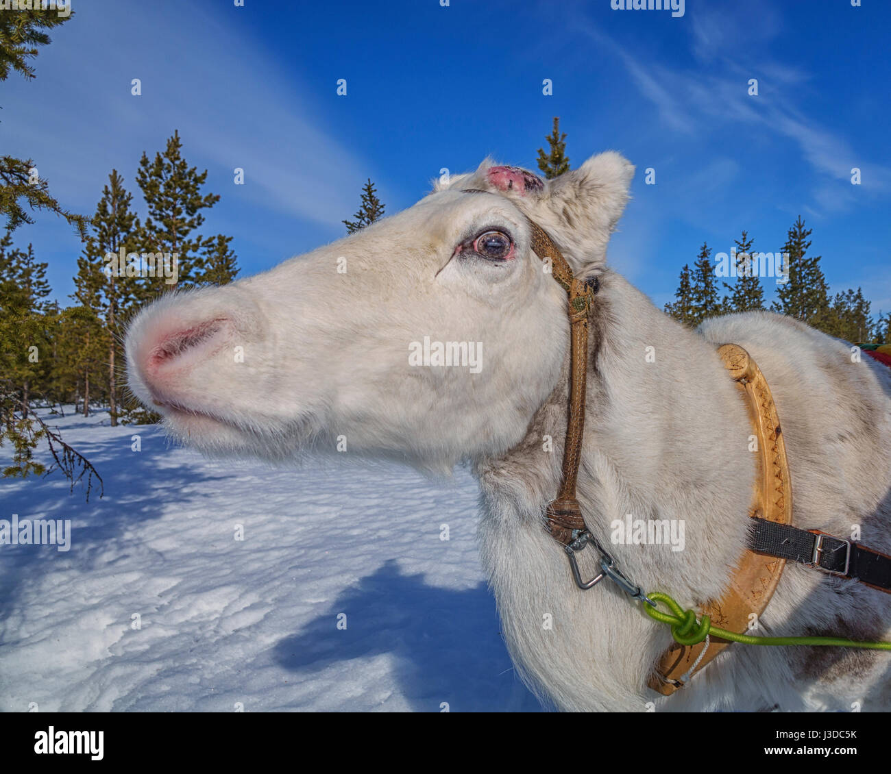 Reindeer Sledding, Swedish Lapland Stock Photo
