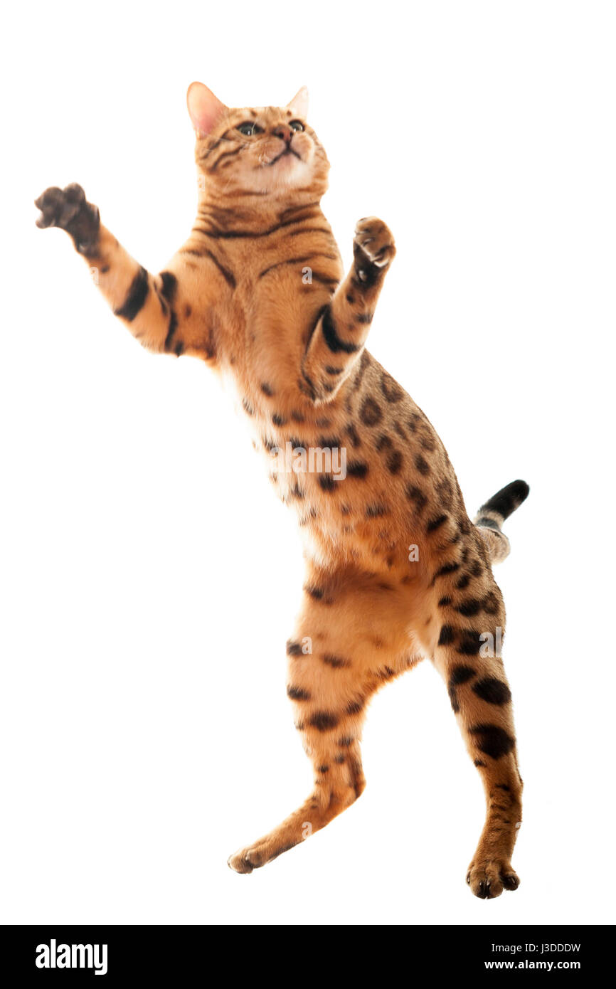 Adult Bengal cat jumping freeze action studio shot isolated on white background  Model Release: No.  Property Release: No. Stock Photo