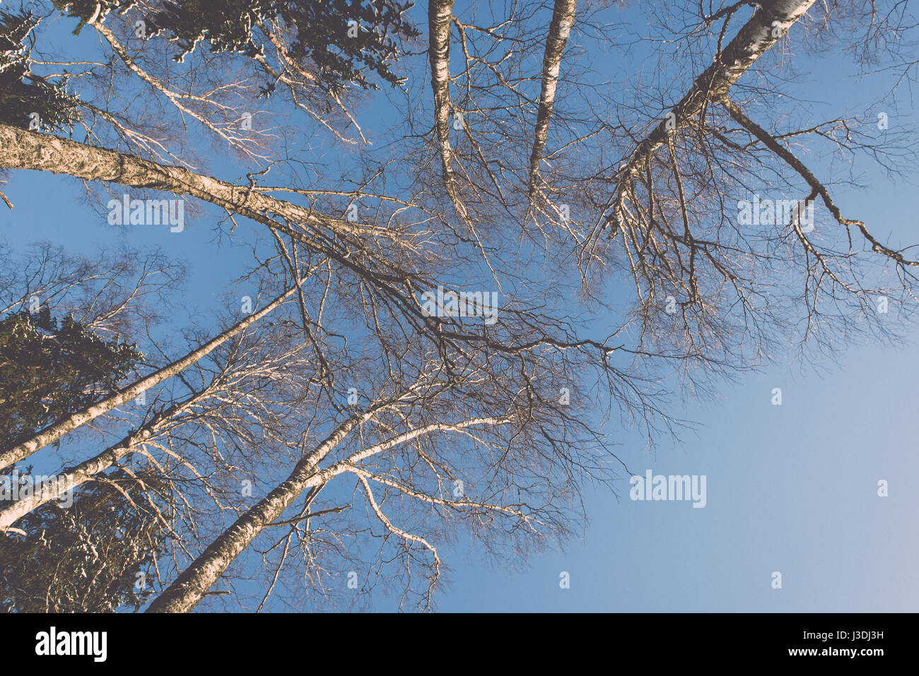 snowy winter trees on bright blue sky background - retro vintage Stock ...