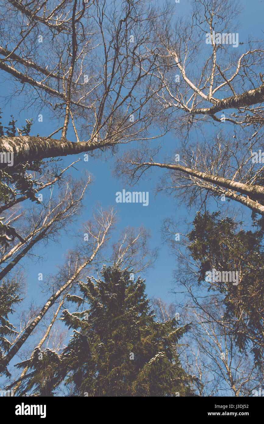 snowy winter trees on bright blue sky background - retro vintage Stock ...