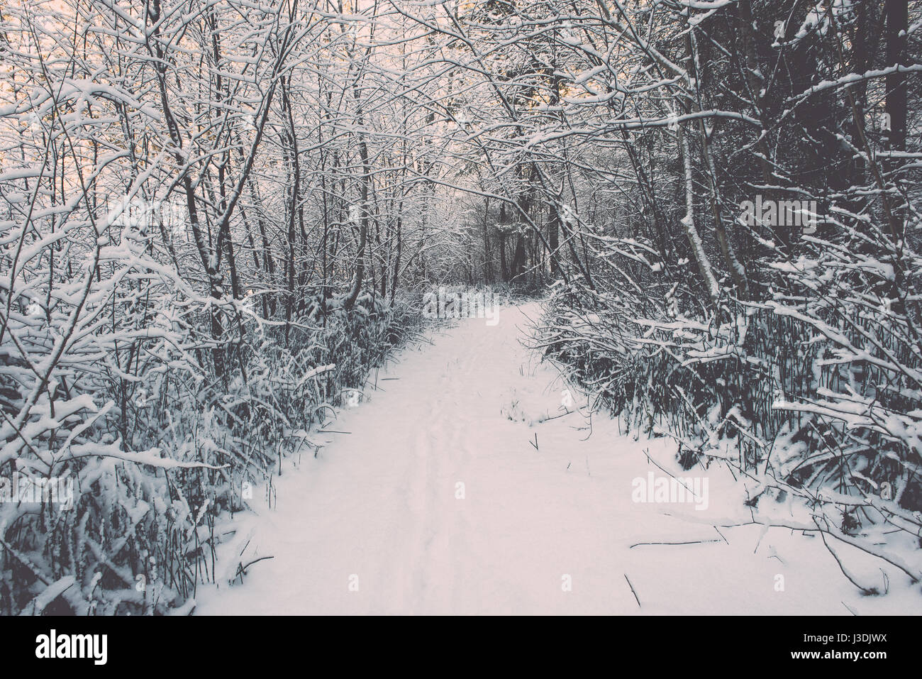 snowy winter forest landscape with snow covered trees and blue sky ...