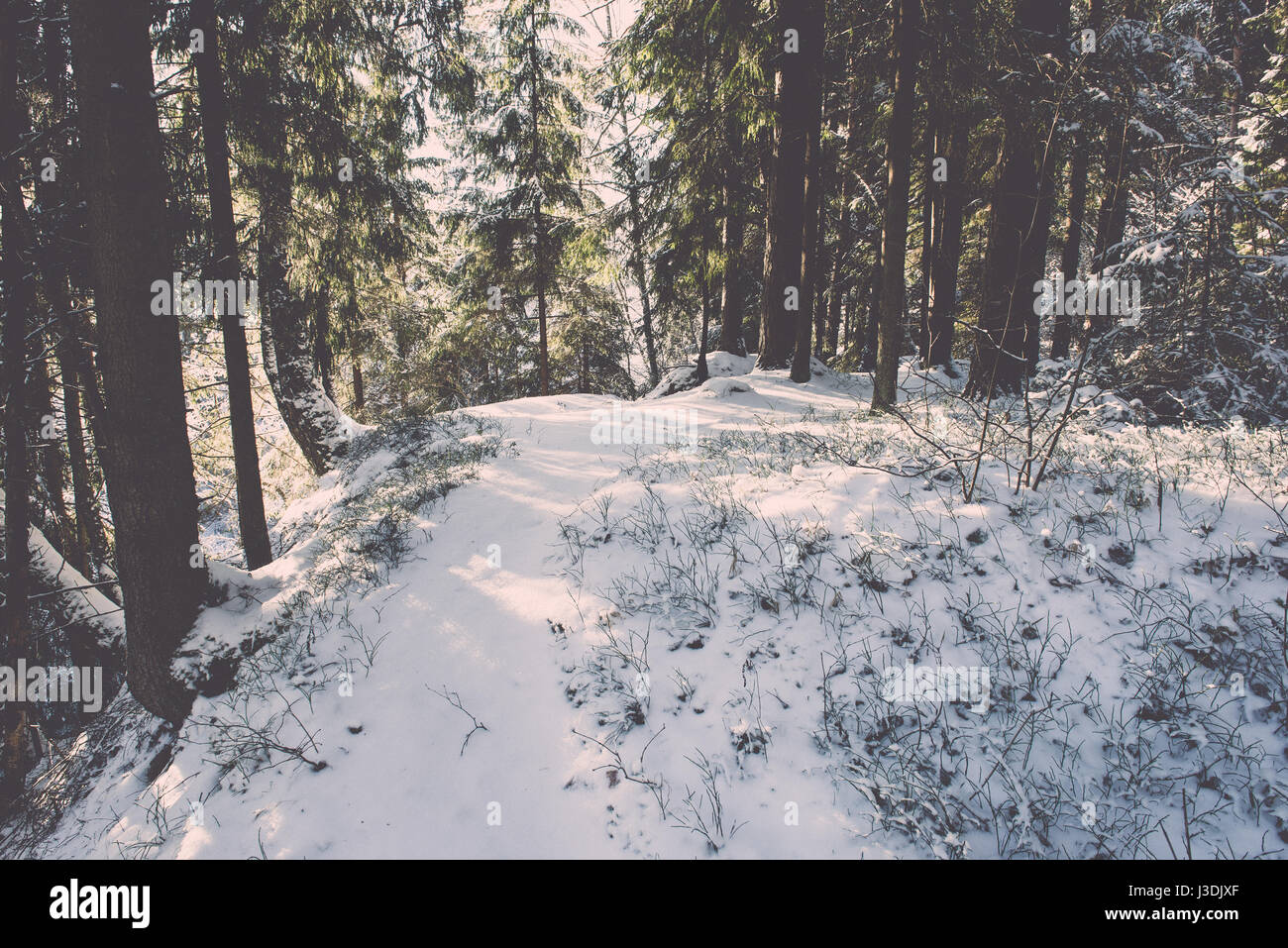 snowy winter forest landscape with snow covered trees and blue sky ...