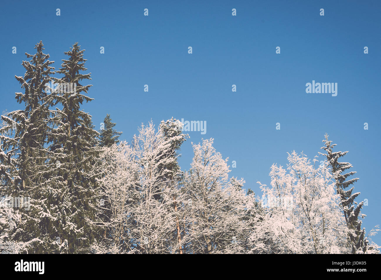 snowy winter trees on bright blue sky background - retro vintage Stock ...