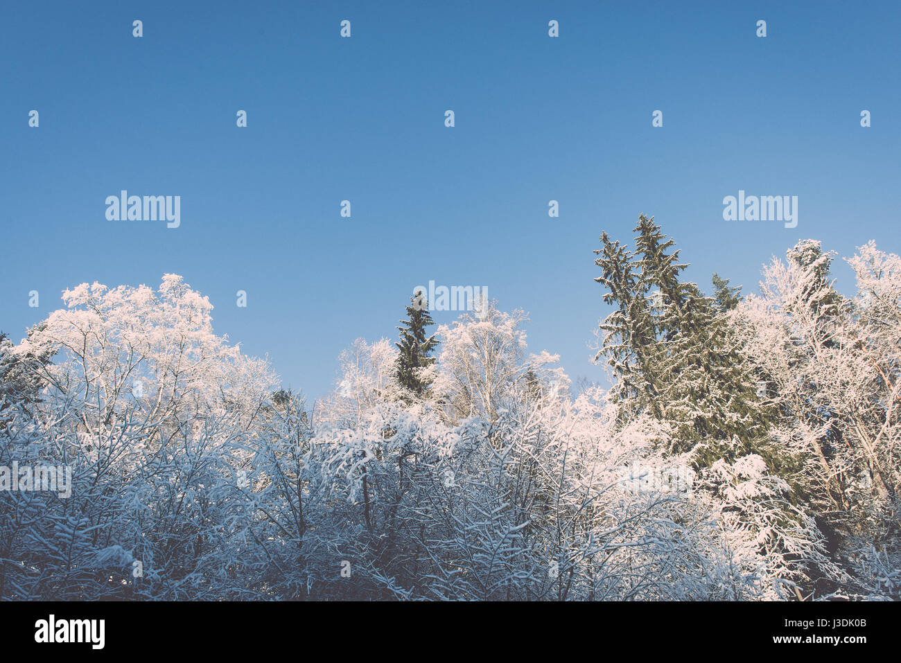 snowy winter trees on bright blue sky background - retro vintage Stock ...