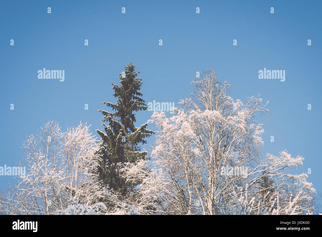 snowy winter trees on bright blue sky background - retro vintage Stock ...