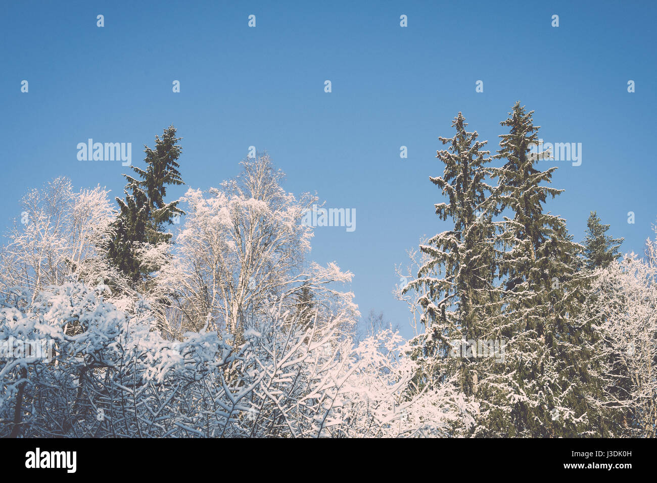snowy winter trees on bright blue sky background - retro vintage Stock ...
