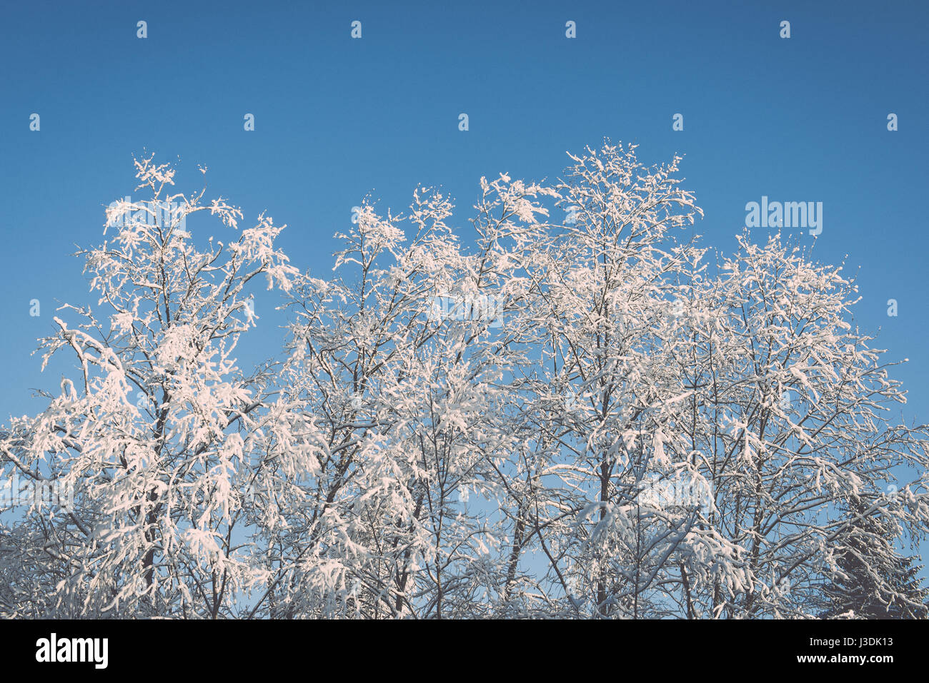 snowy winter trees on bright blue sky background - retro vintage Stock ...