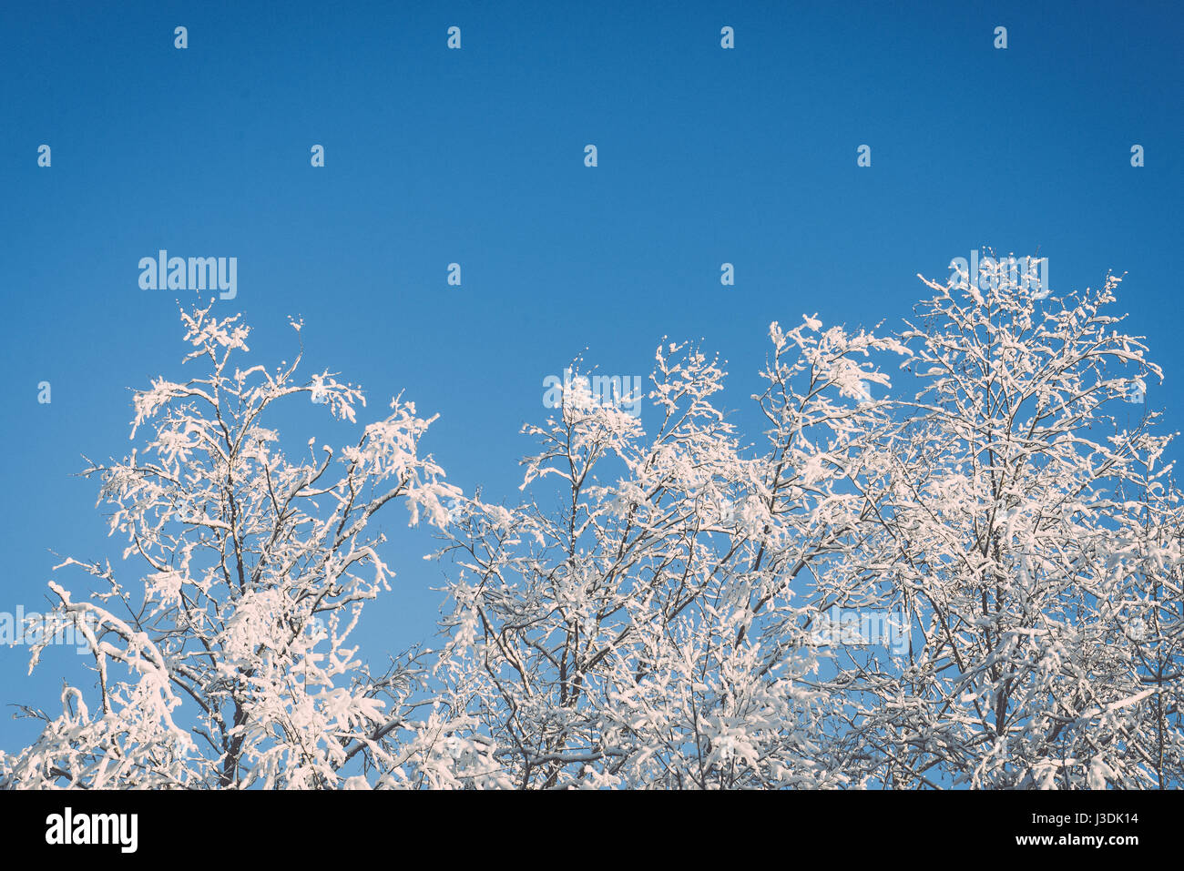 snowy winter trees on bright blue sky background - retro vintage Stock ...