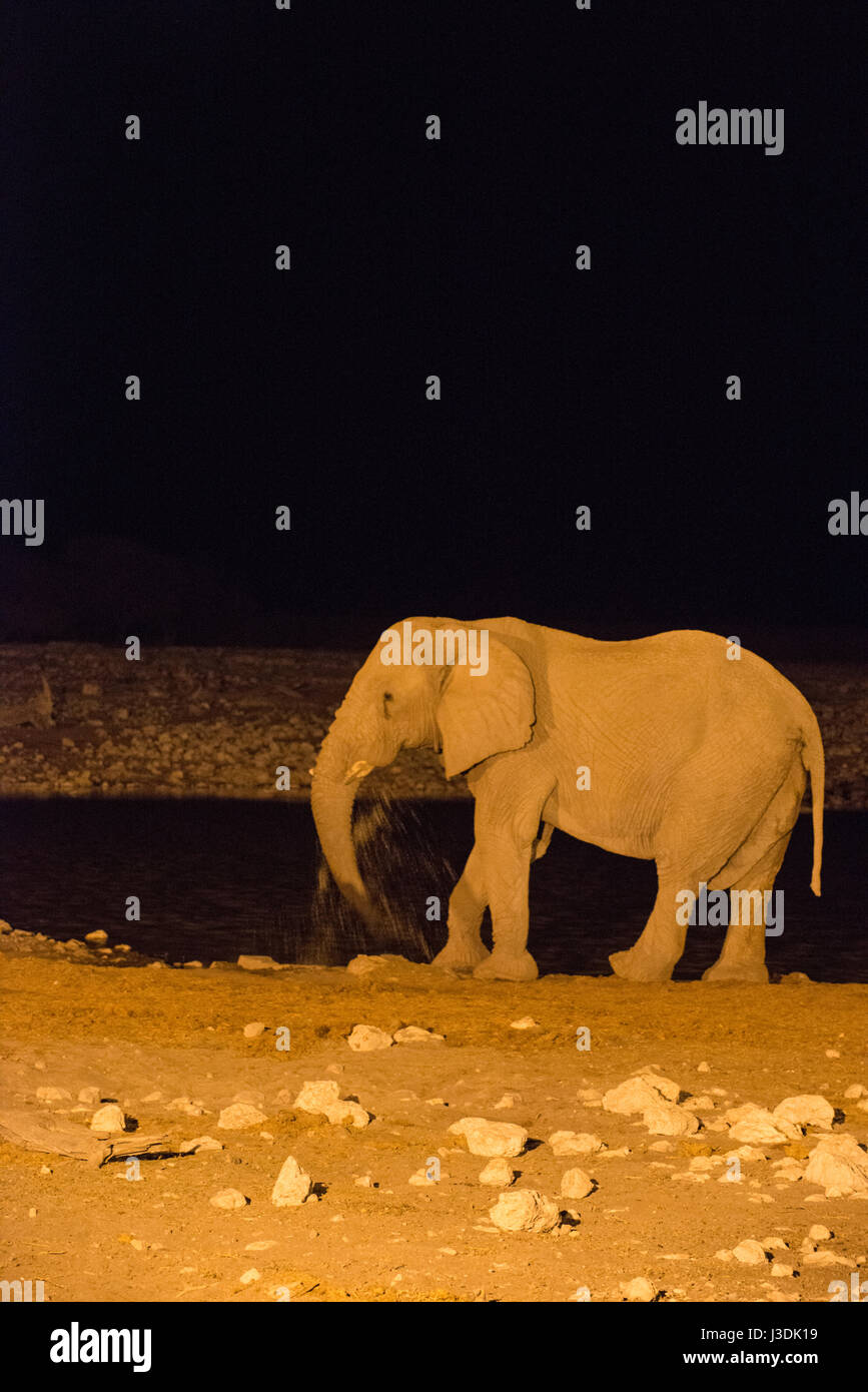 African Elephant: Loxodonta africana. Drinking at floodlit waterhole at night. Etosha, Namibia. Stock Photo