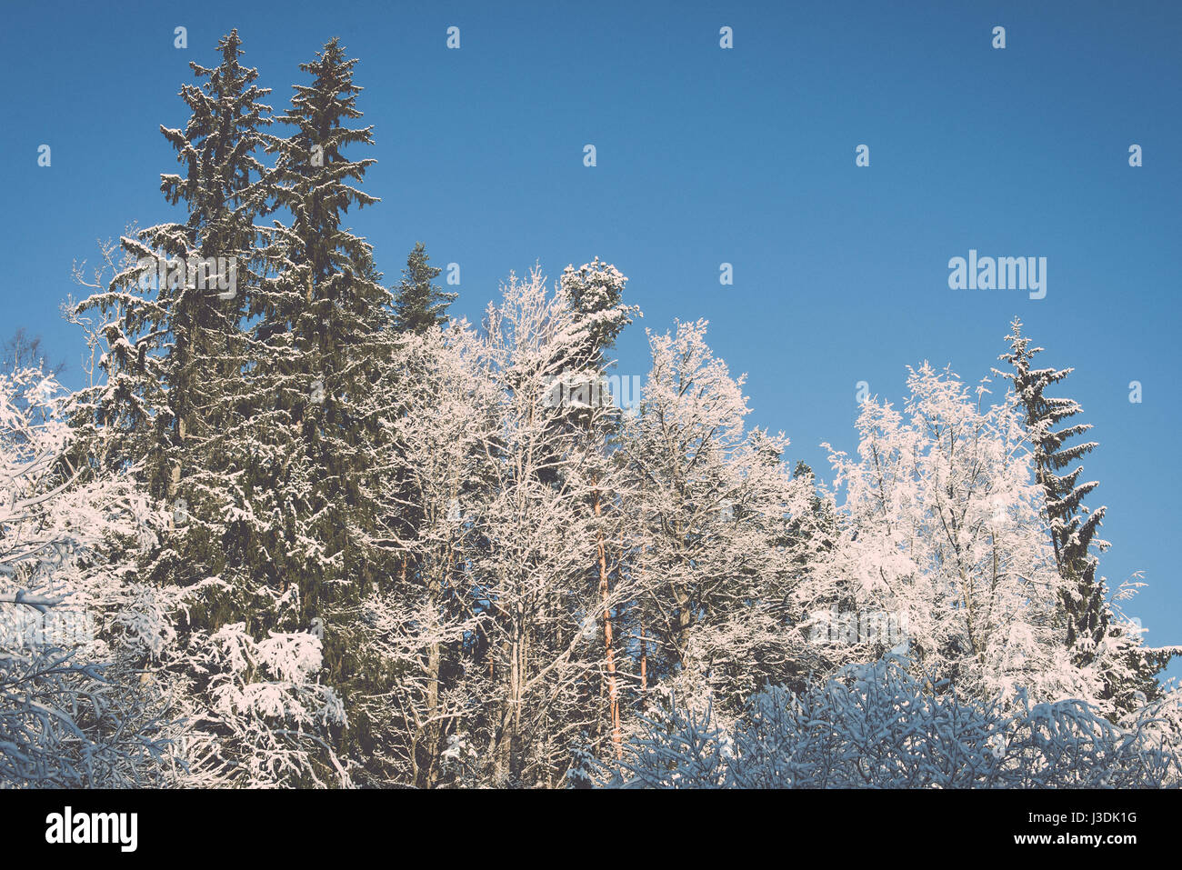 snowy winter trees on bright blue sky background - retro vintage Stock ...