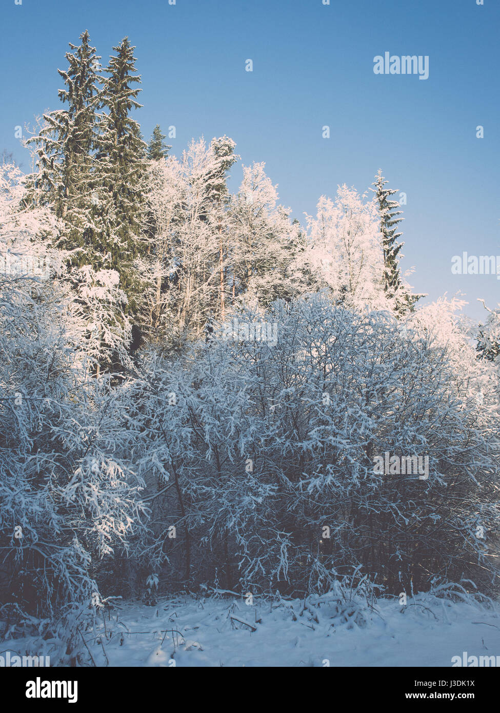 snowy winter trees on bright blue sky background - retro vintage Stock ...
