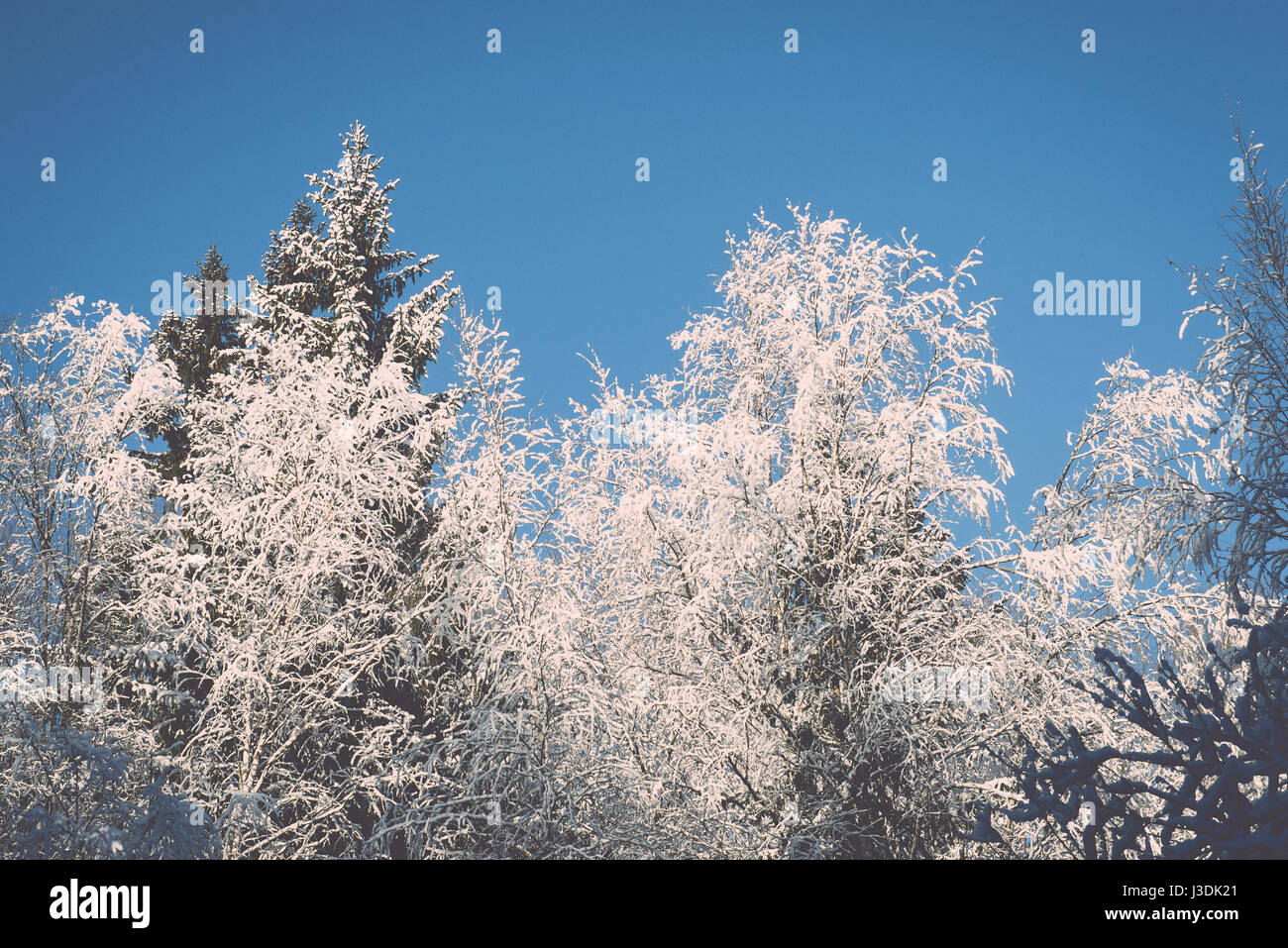 snowy winter trees on bright blue sky background - retro vintage Stock ...