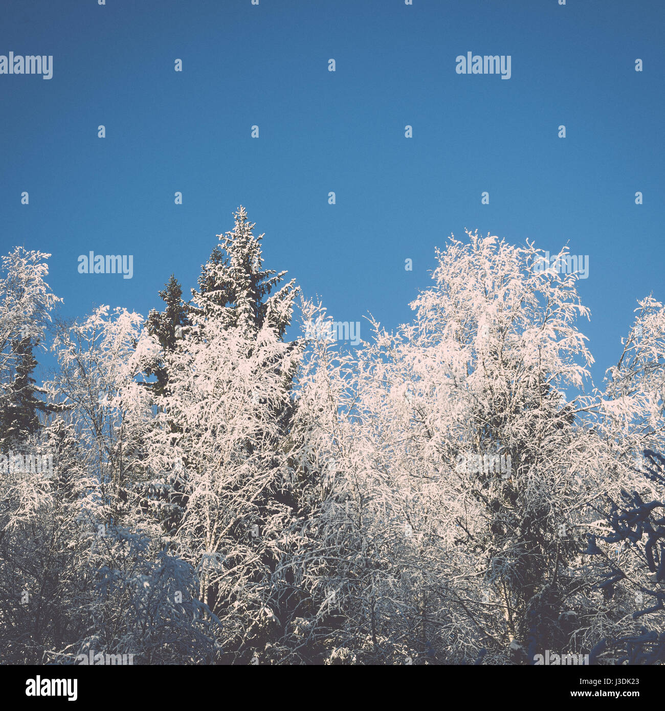 snowy winter trees on bright blue sky background - retro vintage Stock ...