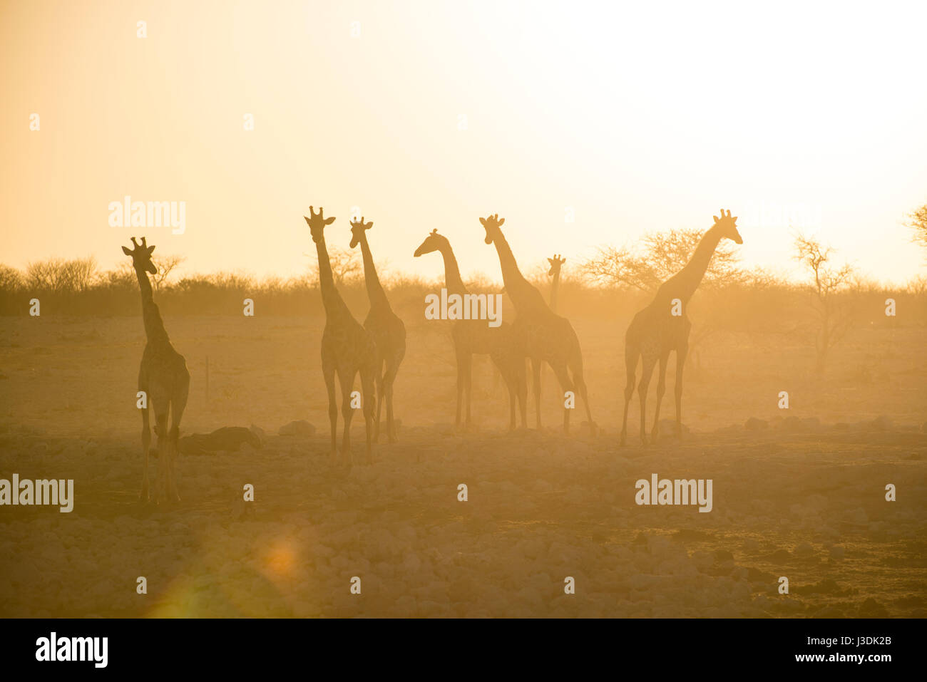 Southern Giraffe (Giraffa camelopardalis) at sunset. Etosha, Namibia. Stock Photo