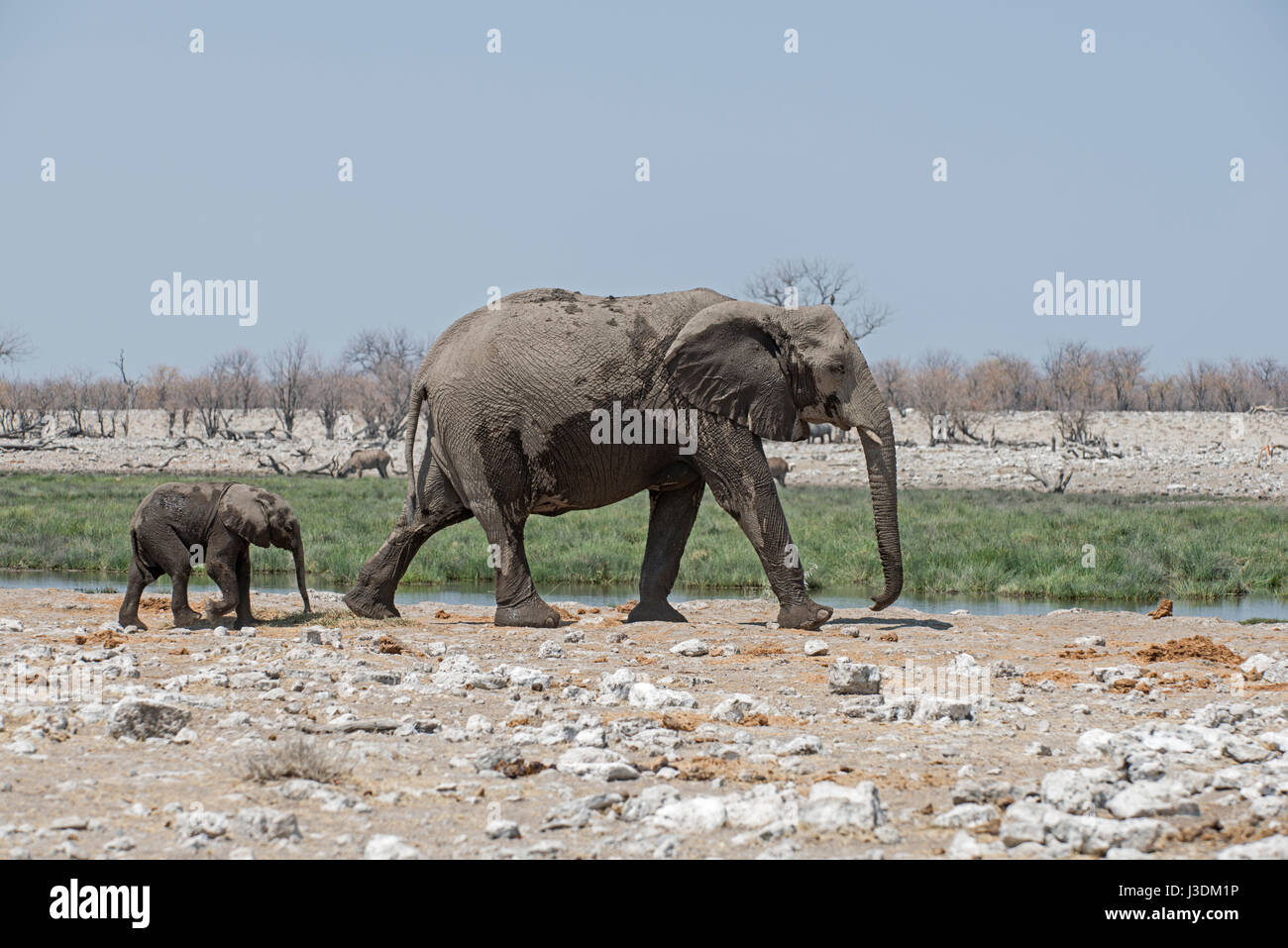 African Elephant: Loxodonta africana. With juvenile. Etosha, Namibia Stock Photo