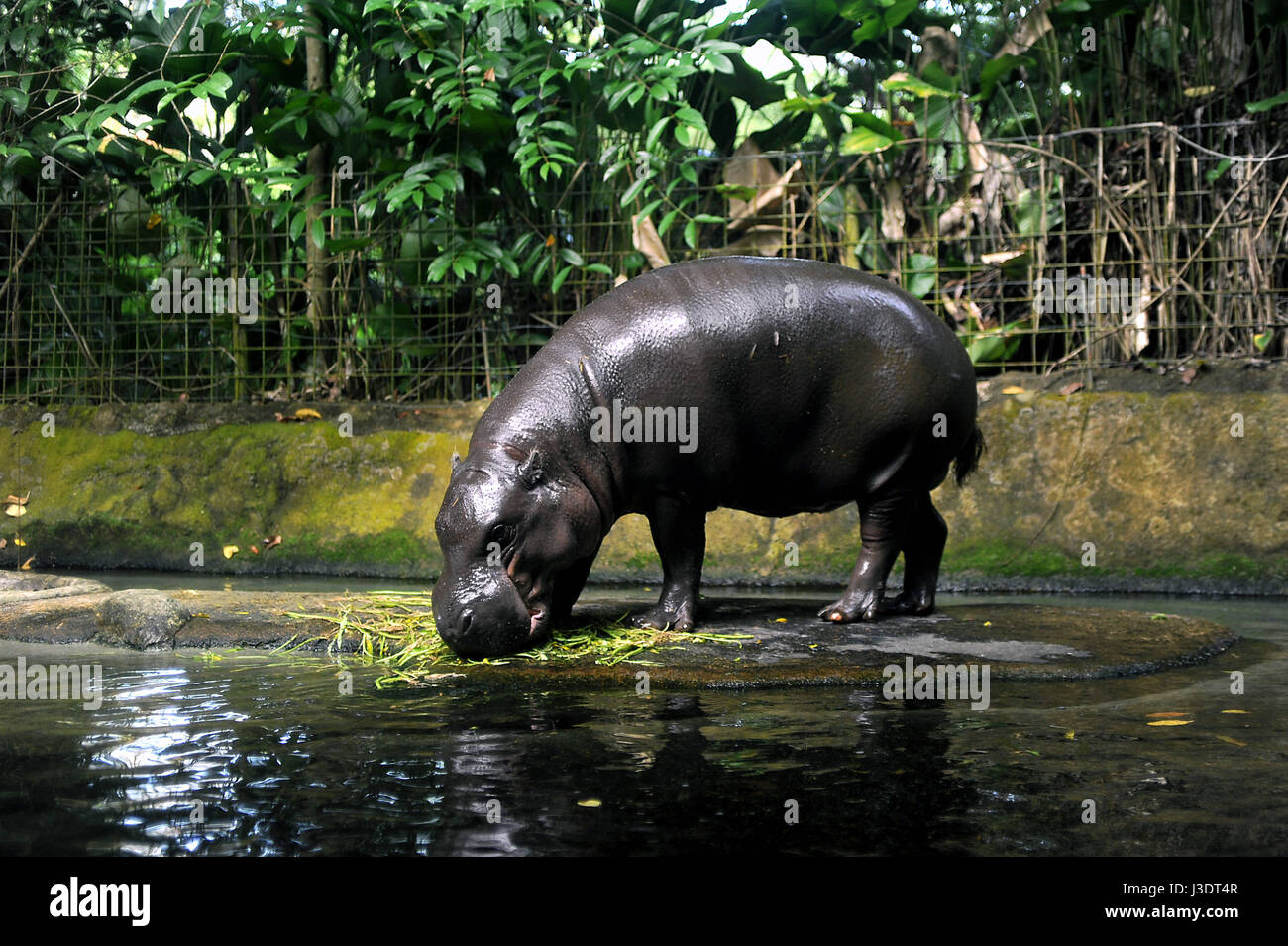 SINGAPORE. 2016. Singapore Zoo Stock Photo