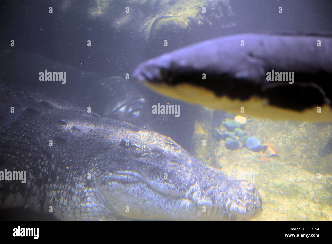 SINGAPORE. 2015. Singapore Zoo Stock Photo