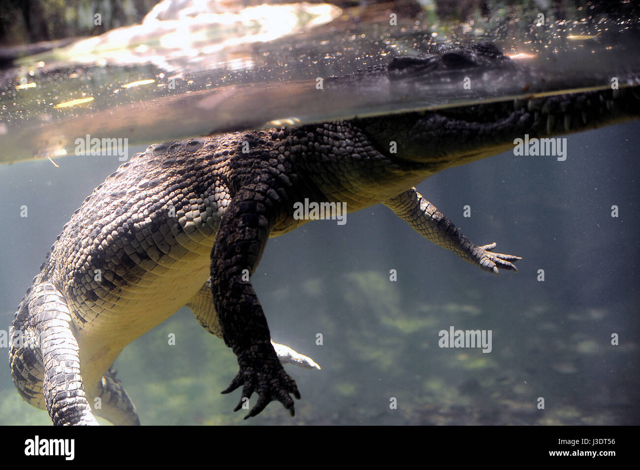 SINGAPORE. 2015. Singapore Zoo Stock Photo