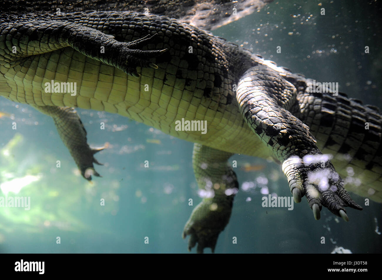 SINGAPORE. 2015. Singapore Zoo Stock Photo