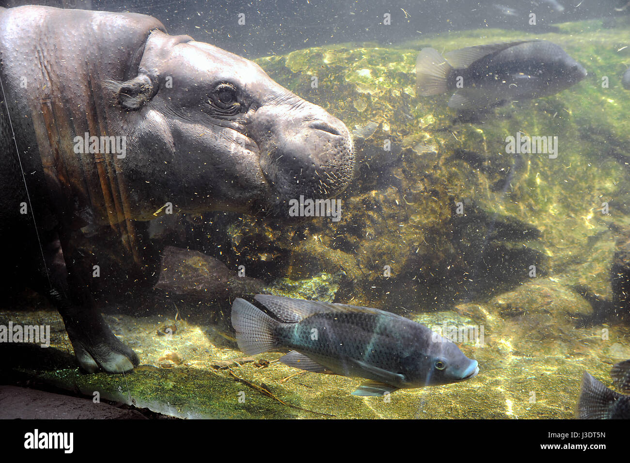 SINGAPORE. 2015. Singapore Zoo Stock Photo