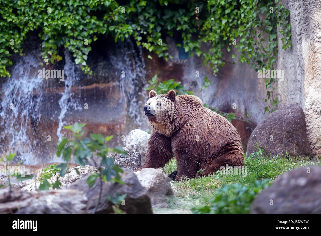A specimen of brown bear, taken out of profile. Bear sitting, full figure. Stock Photo