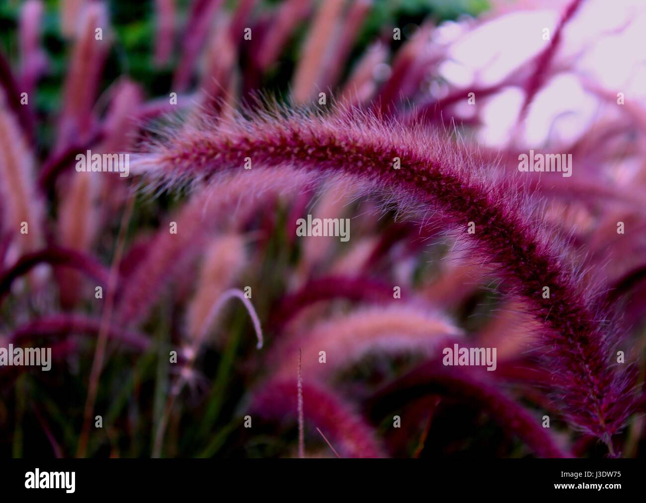 purple color wild weed plants found in a road side in a city Stock Photo