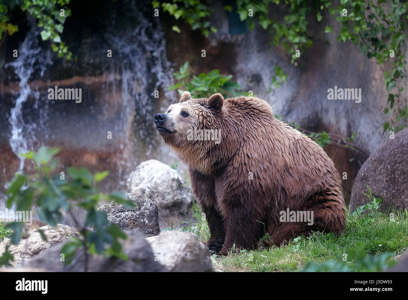 A specimen of brown bear, taken out of profile. Bear sitting, full figure. Stock Photo