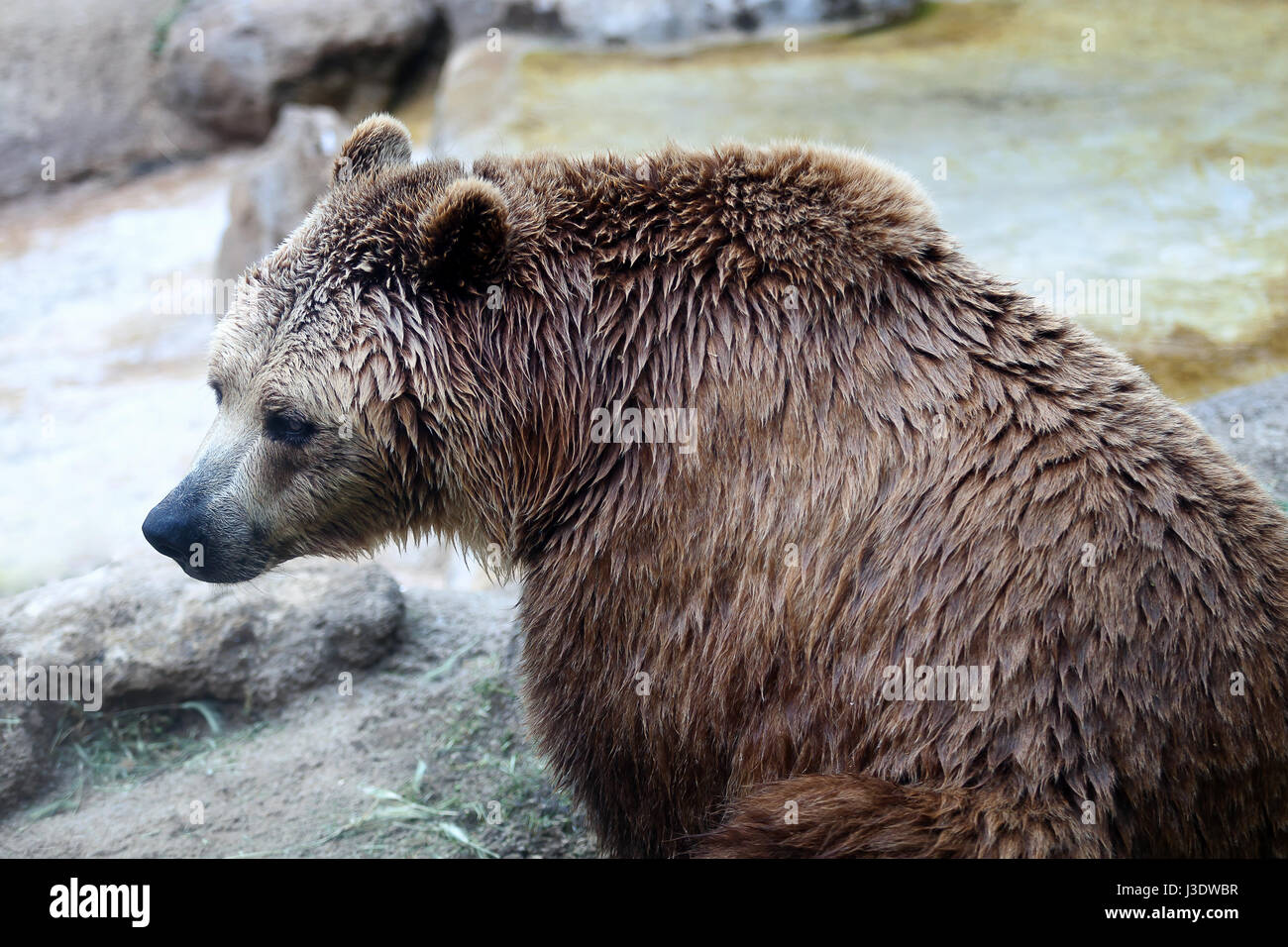 A specimen of brown bear, taken out of profile. Bear sitting, half bust. Stock Photo