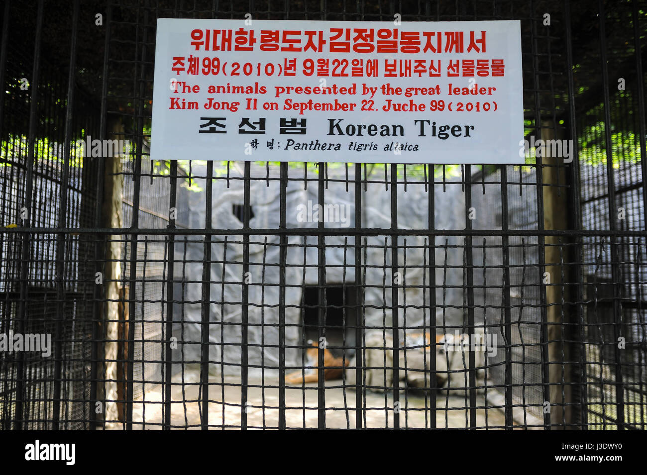 Pyongyang, North Korea, Asia, Tiger cage at the Pyongyang zoo Stock Photo