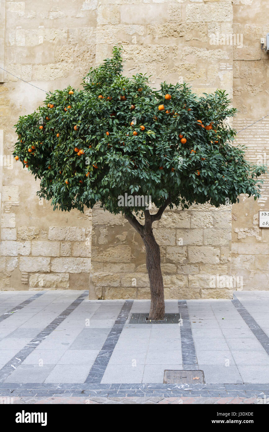 Bitter orange tree (Citrus aurantium) in Cordoba, Andalusia, Spain. Stock Photo