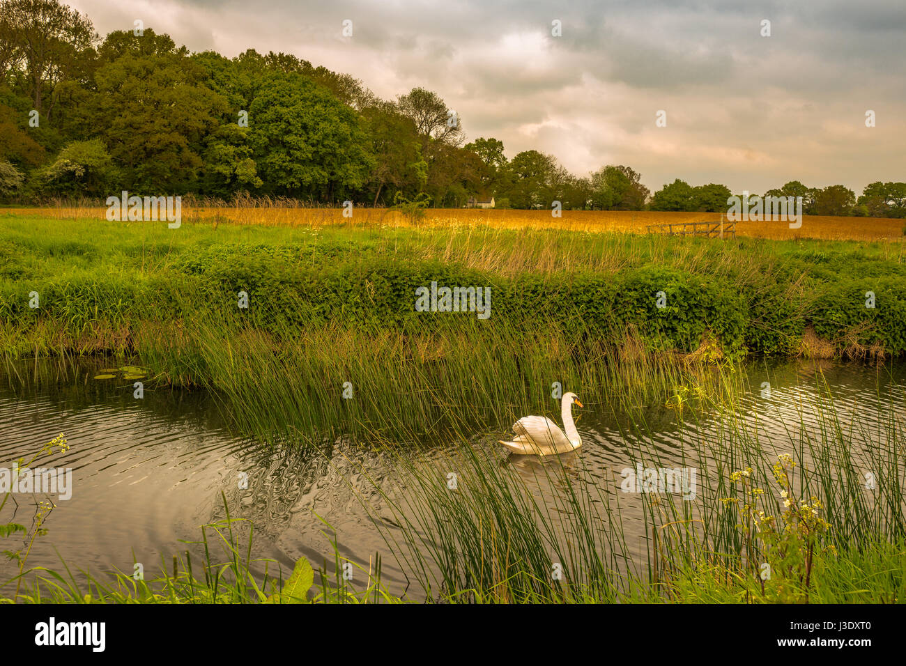 The lonely swan in an area of outstanding beauty. Stock Photo