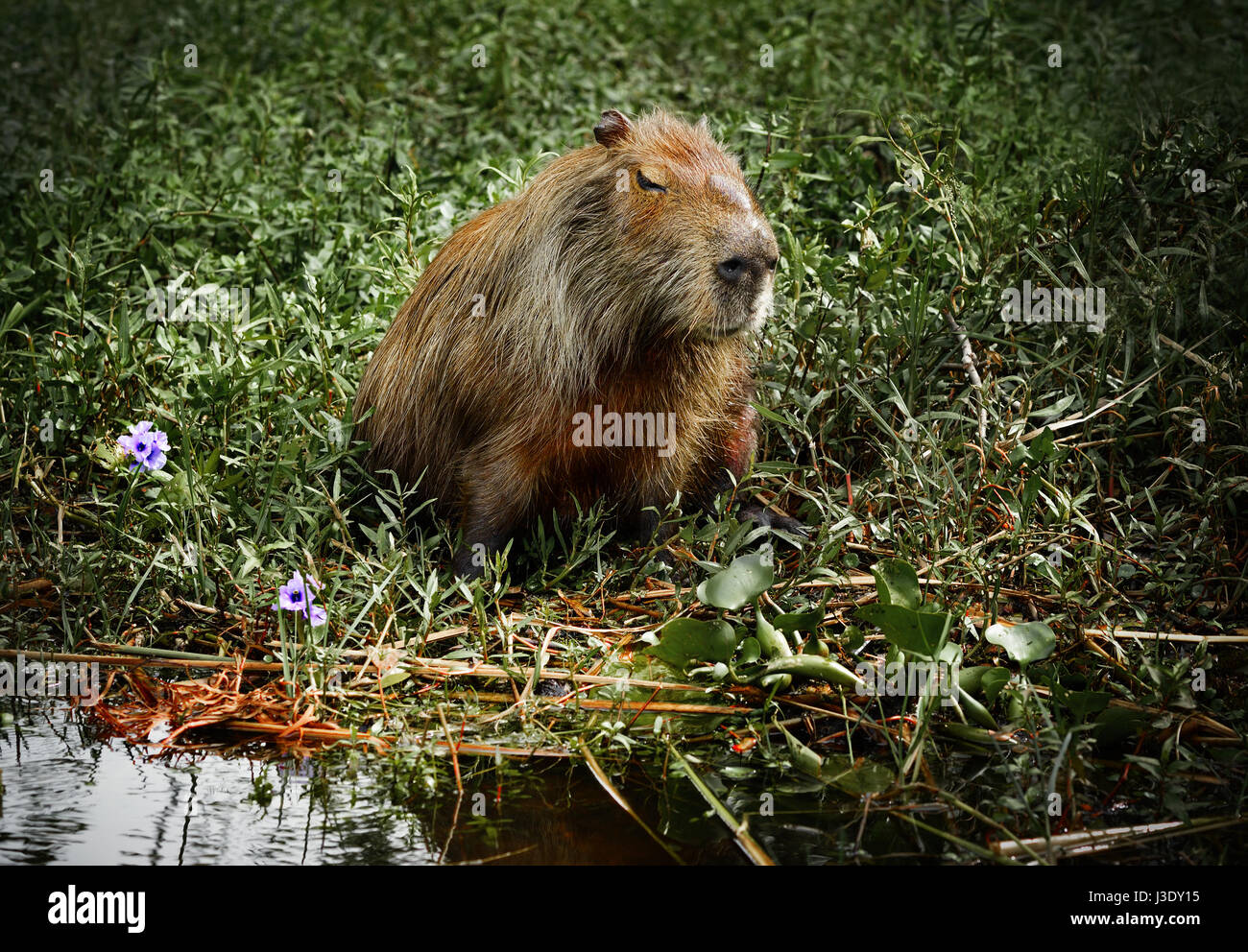 NATIONAL PARK ESTEROS DEL IBERA, ARGENTINA - NOV 25, 2014: Capybara ...