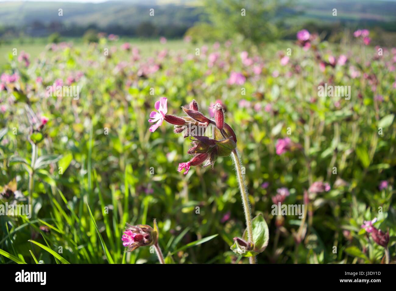 Pink Wildflower Stock Photo