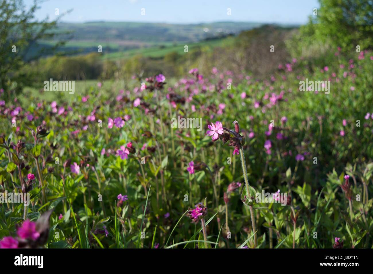 Pink Wildflower Stock Photo