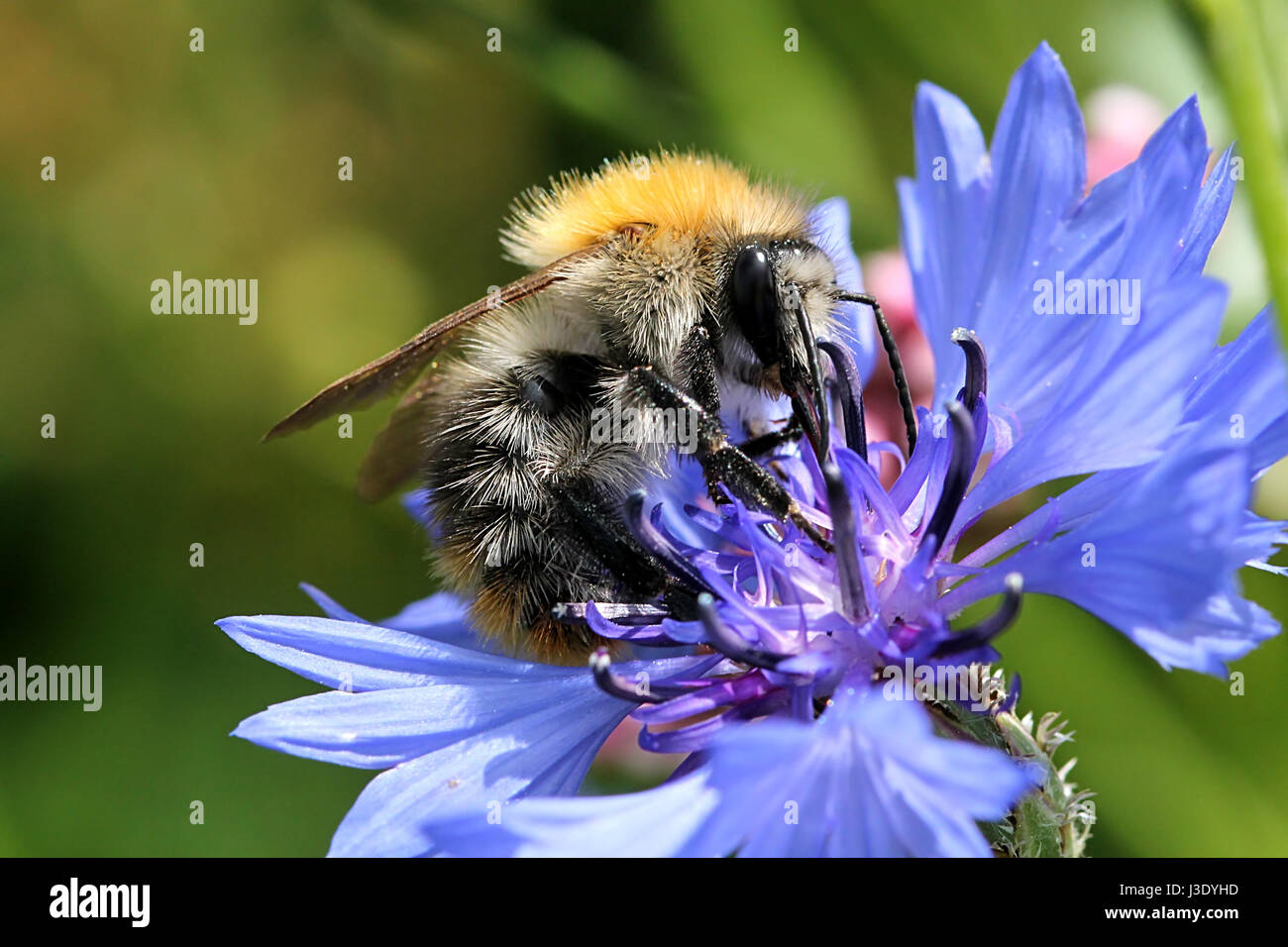 European Common Carder-bee (Bombus pascuorum) feeding on a corn flower in summer. Stock Photo