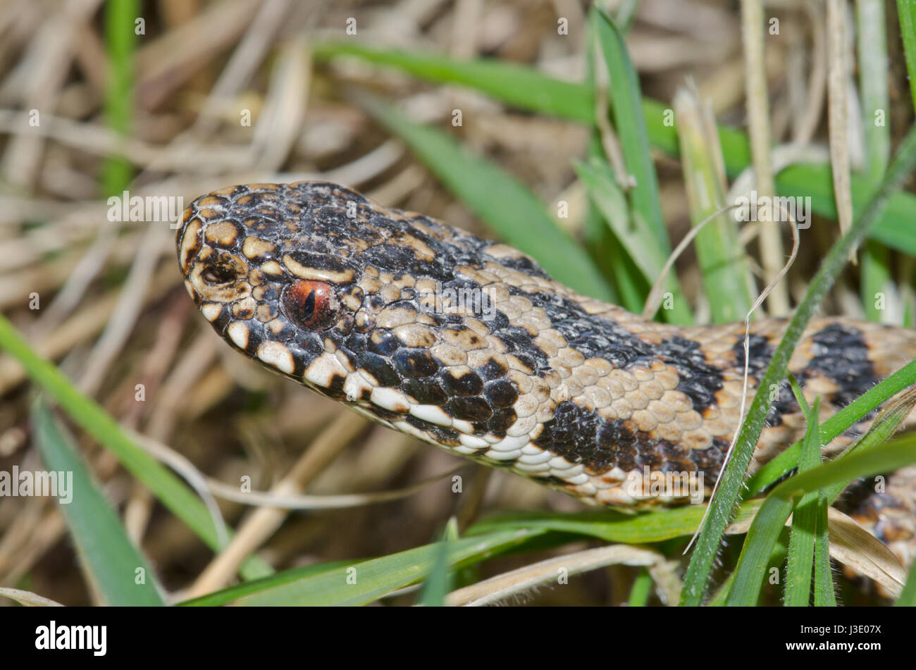 Adder (Vipera berus) moving through grass Stock Photo