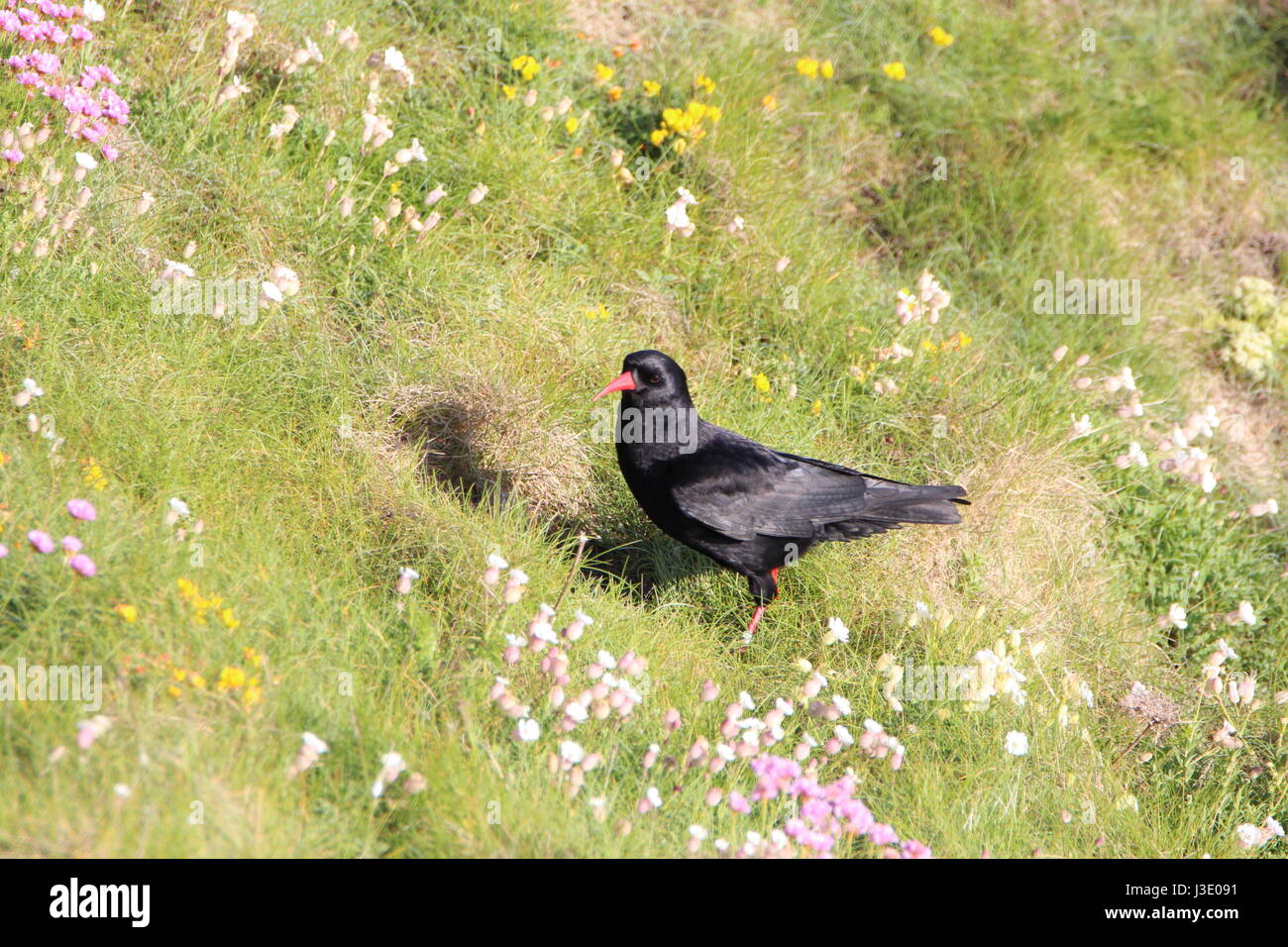 Chough on the grass at RSPB South Stack, Anglesey; Wales; UK Stock Photo