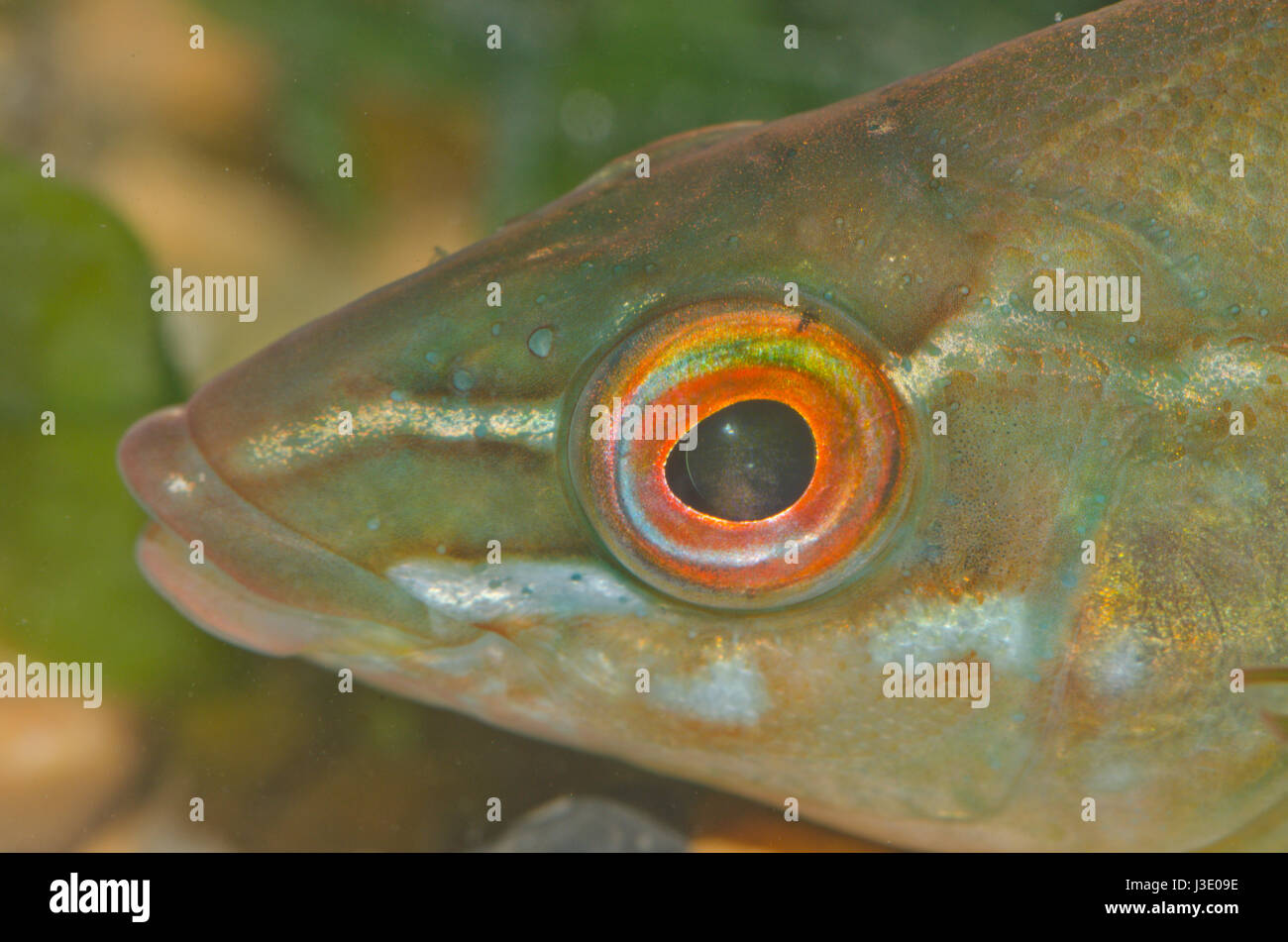 Ballan wrasse hi-res stock photography and images - Alamy