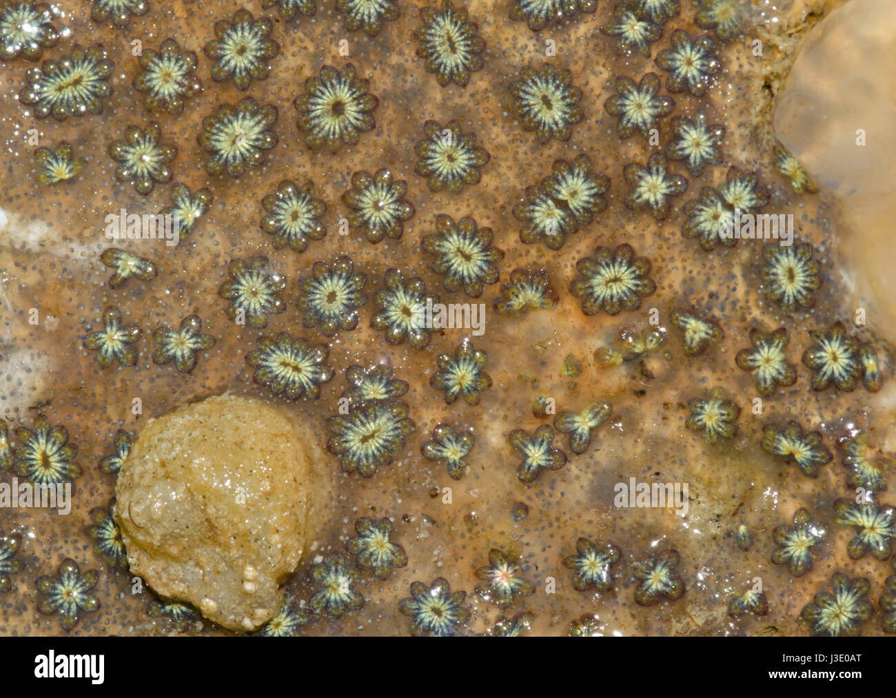 Botryllus schlosseri Brown Zooids of Star Ascidian Stock Photo