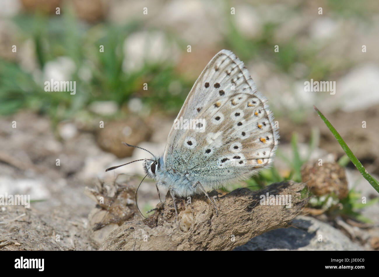 Chalk Hill Blue on Sheep Dropping - landscape Stock Photo