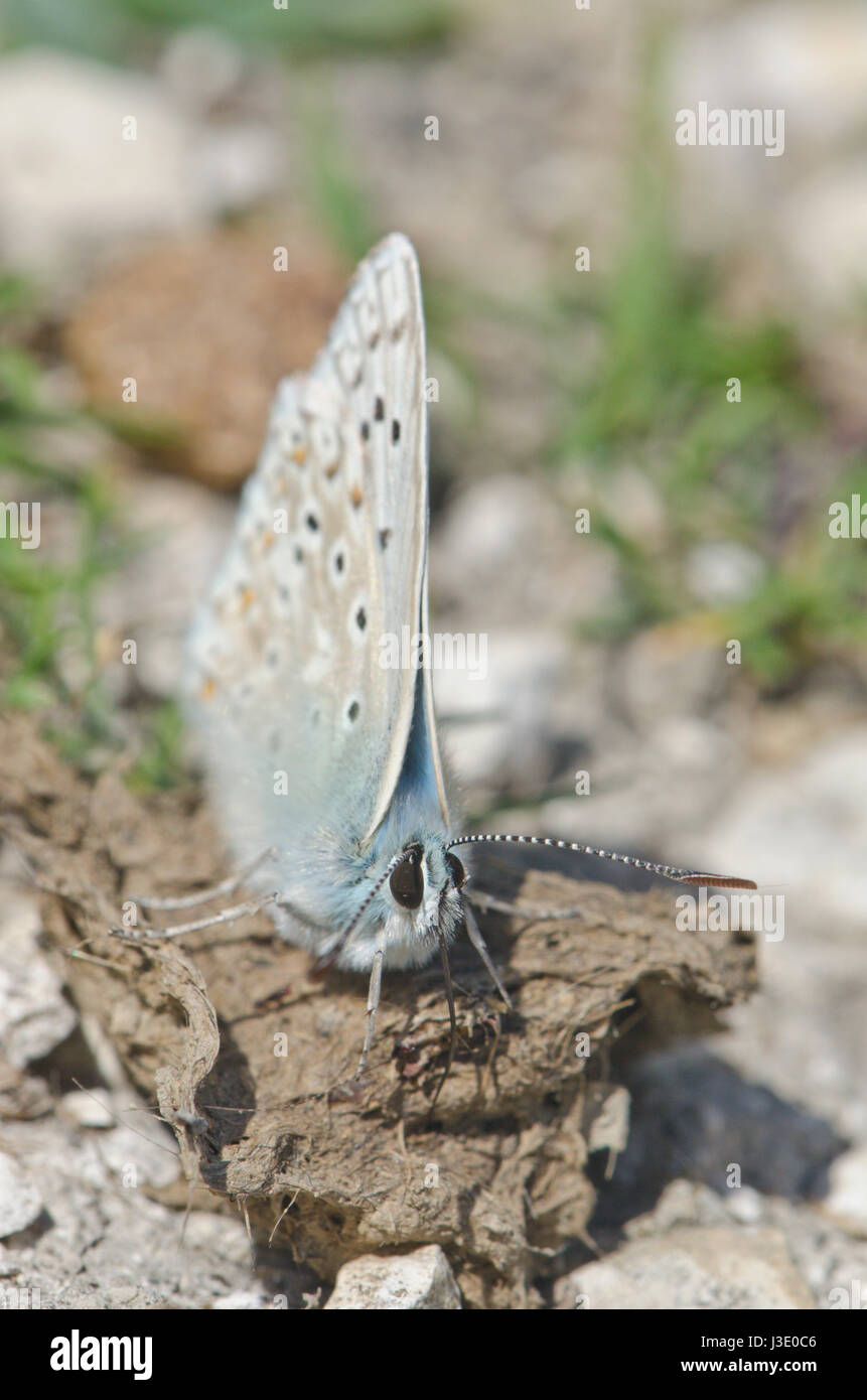 Chalk Hill Blue feeding on Sheep Dung, Sussex Downland Stock Photo