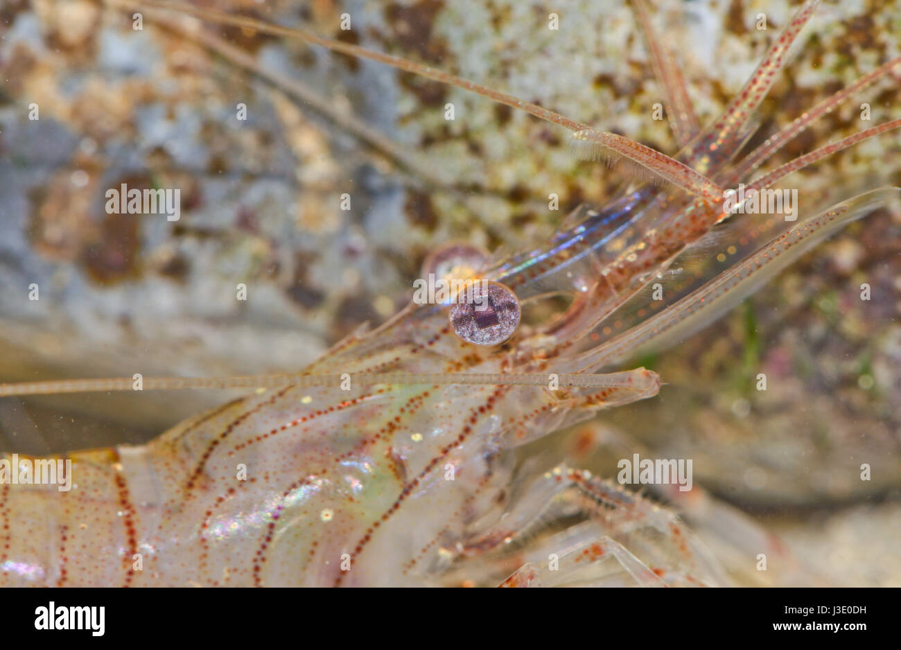 Common prawn (Palaemon serratus) profile Stock Photo