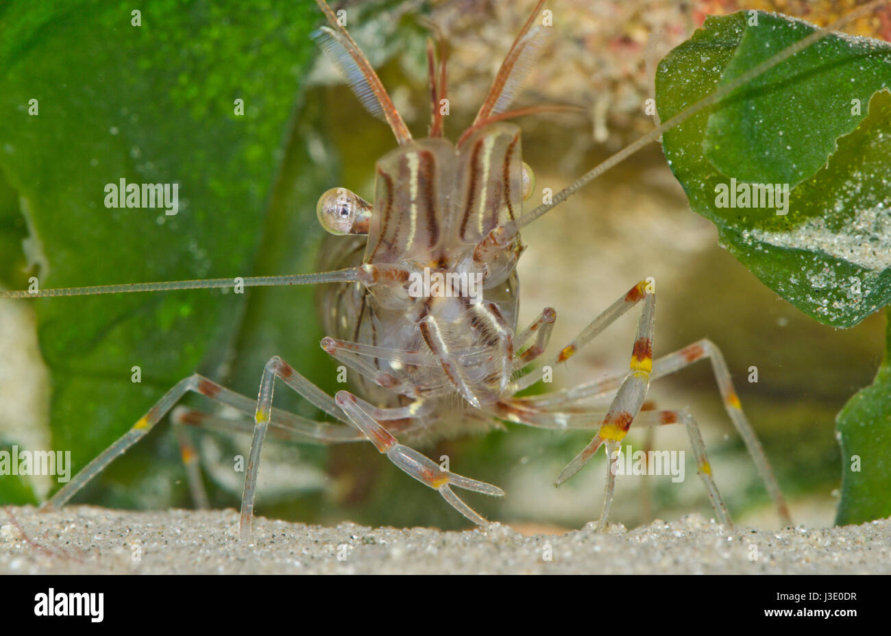 Common prawn (Palaemon serratus) using pincers. Sussex, UK Stock Photo