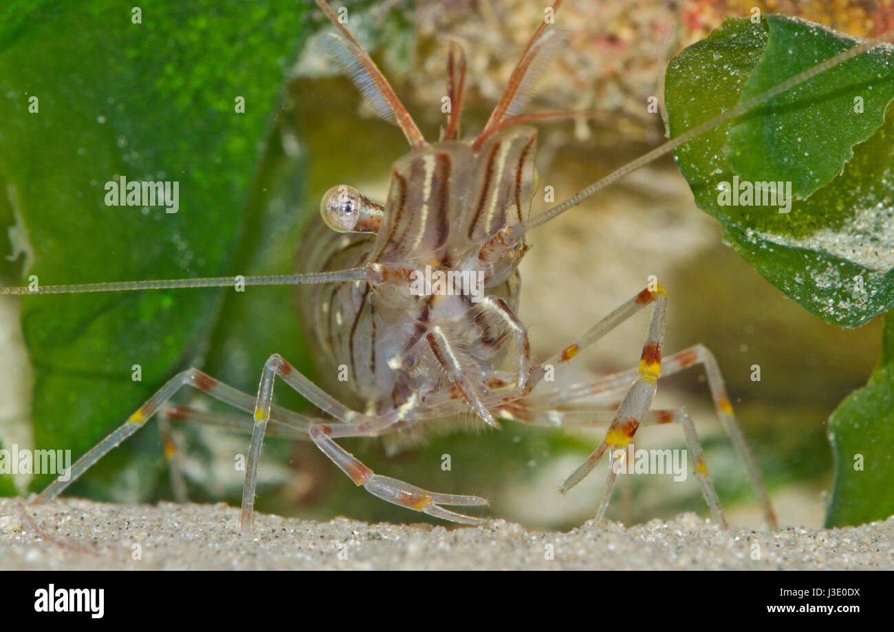 Common prawn (Palaemon serratus) scavenging in rockpool Stock Photo