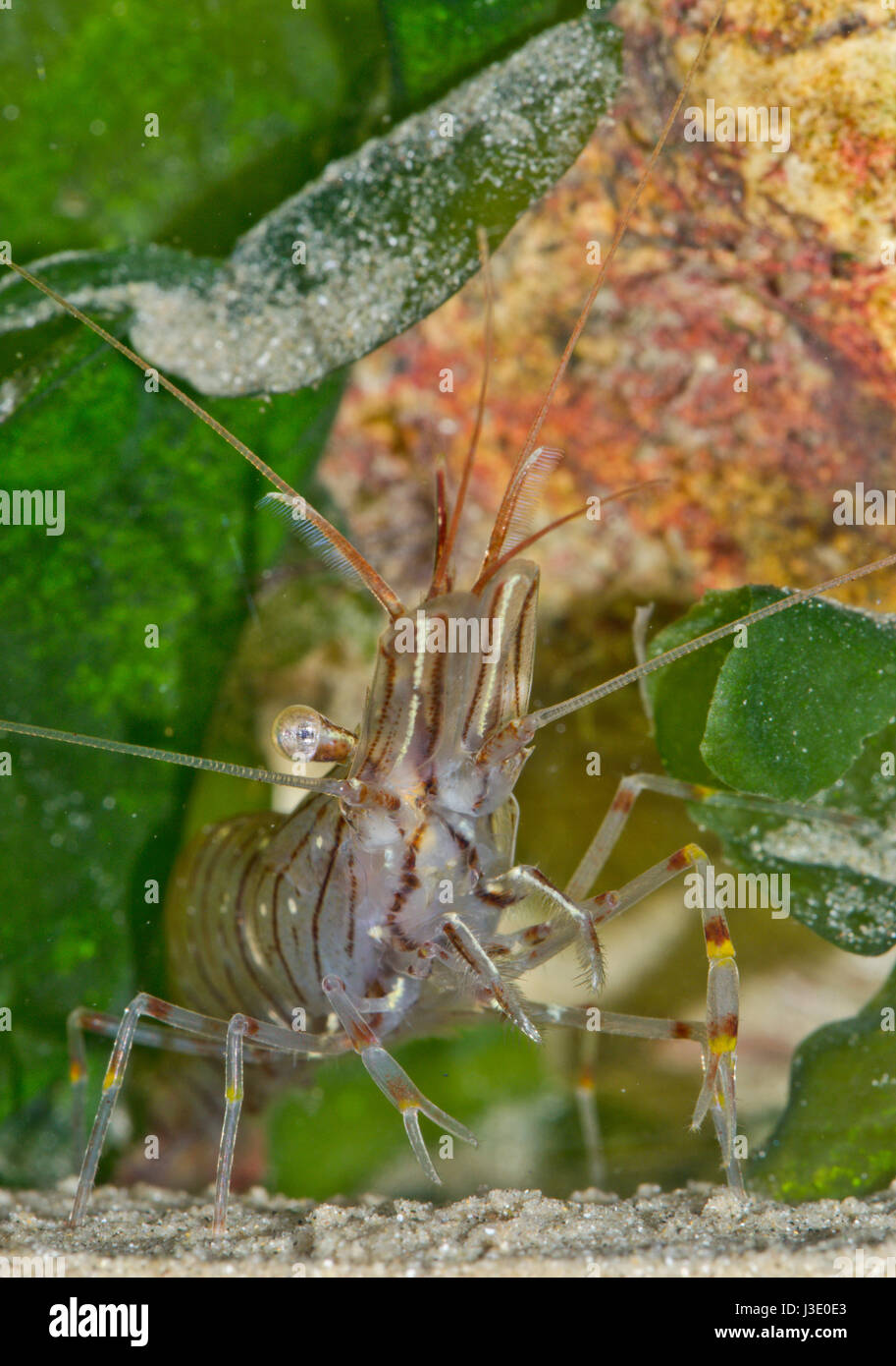 Common prawn (Palaemon serratus) Stock Photo