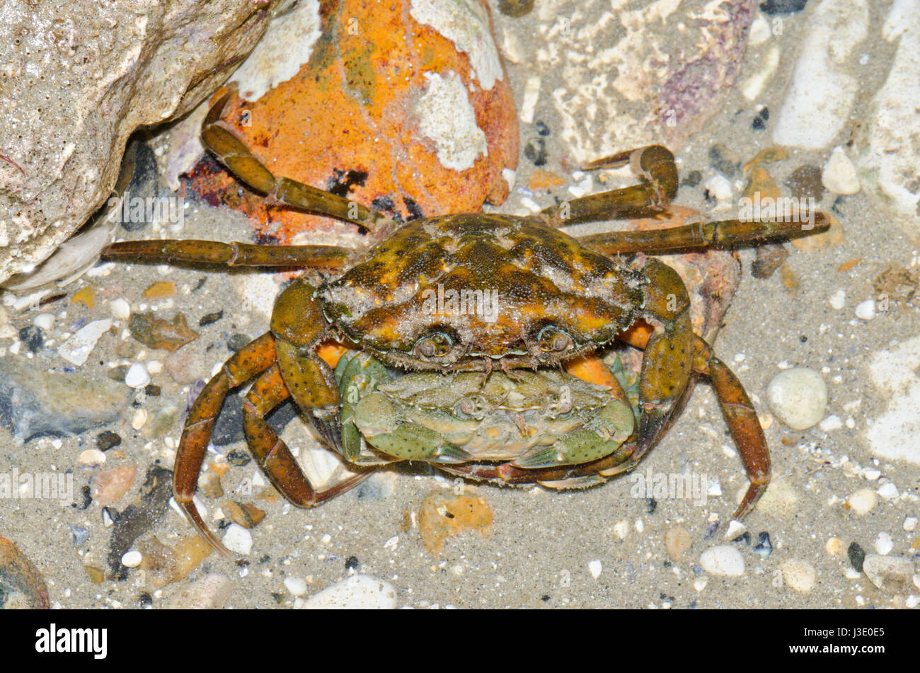 Pair of Common Shore Crabs (Carcinus maenas) Stock Photo